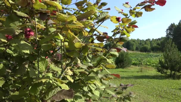 Decoratieve walnoot boomtak zwaait in wind in zomertuin. 4k — Stockvideo