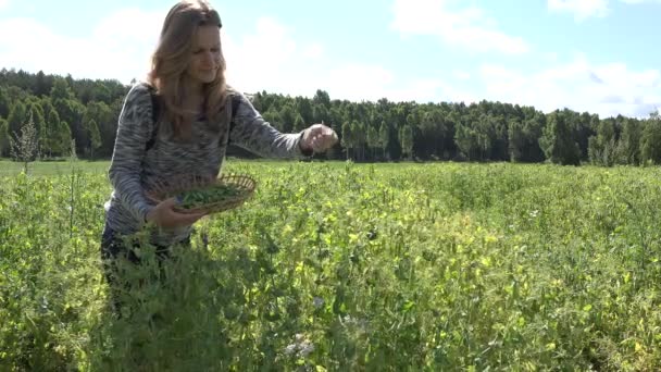 Hermosa mujer del pueblo recoger vainas de guisantes maduros en la plantación de la granja. 4K — Vídeo de stock