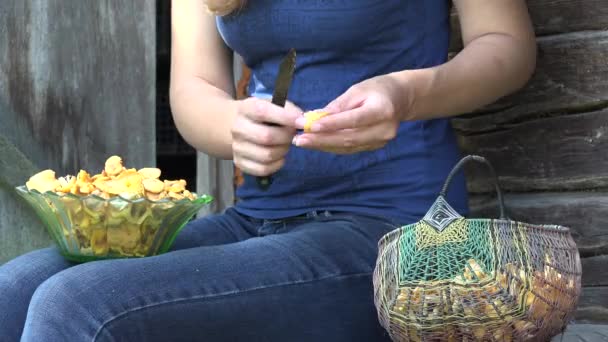 Femmes jardinier mains nettoyer la saleté des champignons chanterelle. 4K — Video