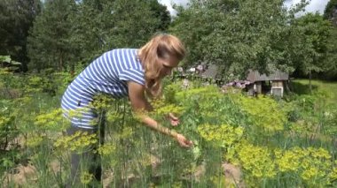 Bahçıvan kadın seç doğal dereotu bitkiler organik bahçede. 4k