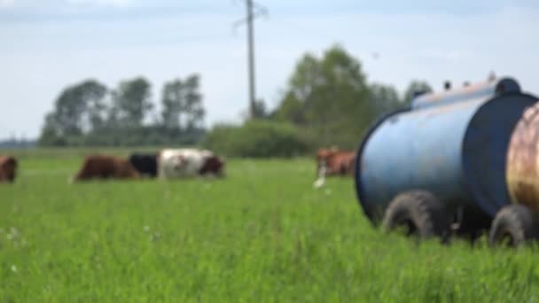 Herd of livestock cows feeding in grassland pasture. Water barrel. 4K — Stock Video
