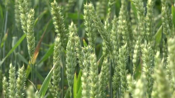 Orecchio di segale di grano che si muove nel vento in campo rurale. 4K — Video Stock