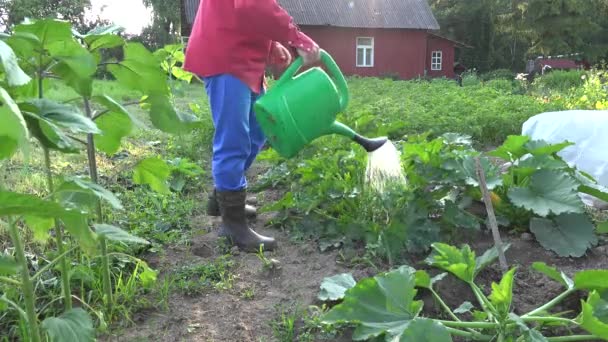 Agricultor macho molhando abobrinha no jardim. Jardinagem no verão. 4K — Vídeo de Stock