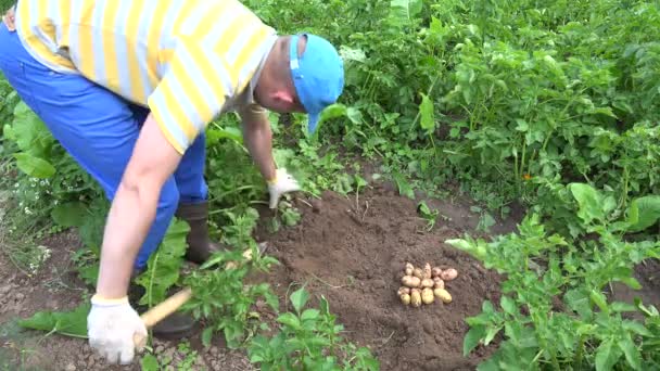 L'uomo scava patate biologiche fresche nel proprio orto ecologico d'estate. 4K — Video Stock