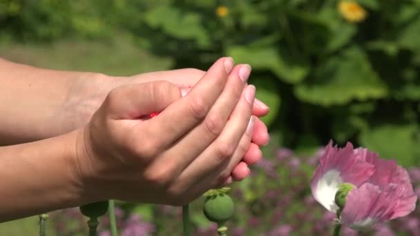 Женские руки показывают маковый цветок красного цвета, спрятанный в руках. 4K — стоковое видео