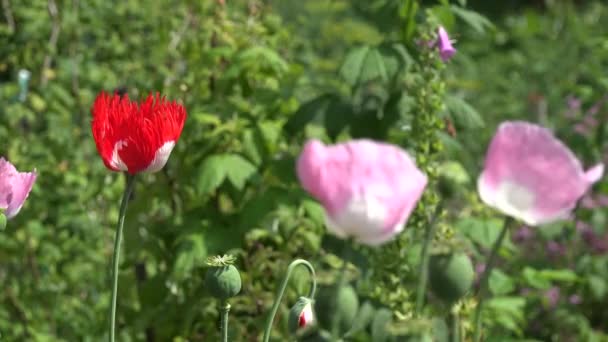 重点在夏天改变红罂粟和紫色花的花园里。4 k — 图库视频影像