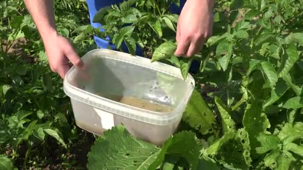 农场工人人家伙手摘科罗拉多甲虫幼虫到塑料桶。4 k — 图库视频影像