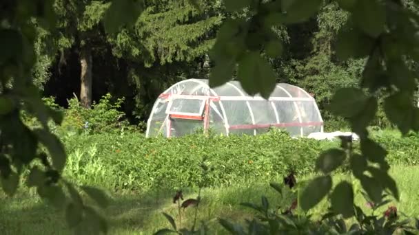 Polyethyleen broeikasgassen in tuin en apple boomtakken bewegen in de wind. 4k — Stockvideo