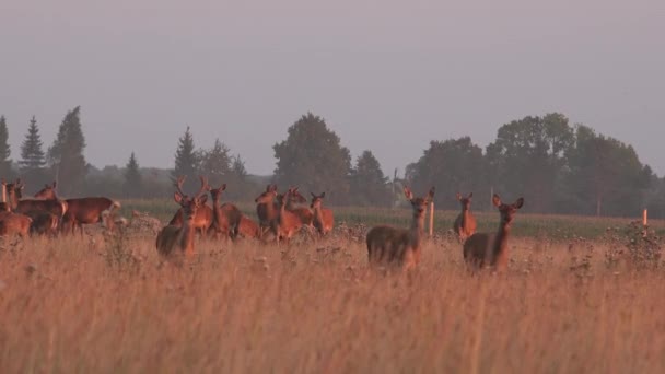 Stáda zvířat jeleni pěstována v oplocené zajetí. 4k — Stock video