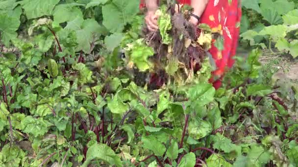 Ältere Hände reißen sich um die Ernte von Rote-Bete-Gemüse aus biologischem Anbau. Nahaufnahme. 4k — Stockvideo
