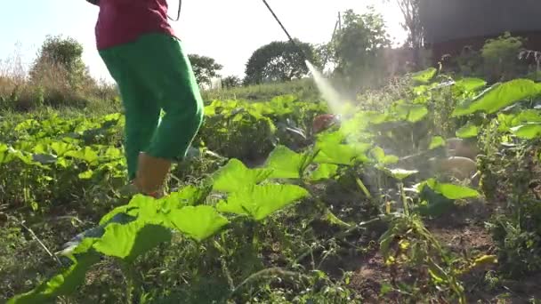 Homem camponês fertilizando abóbora e legumes de abobrinha na fazenda com ferramenta pulverizador. 4K — Vídeo de Stock