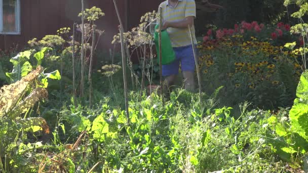 Land boer man jongen in shorts water erwtenplanten met drenken kan in dorpshuis werf. 4k — Stockvideo