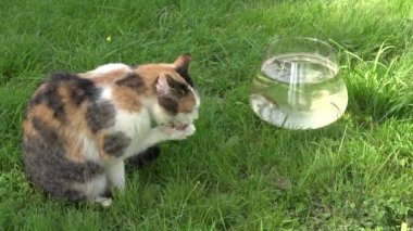Kedi pet temiz yıkama ıslak pençeleri çim üzerinde balıklar ile cam akvaryum yakınında oturan pençeleri. Closeup. 4k