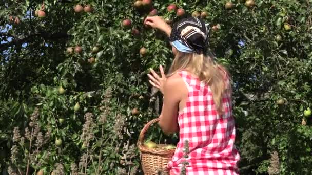 Bella signora con il velo che lavora nel giardino delle pere. Primo piano. 4K — Video Stock