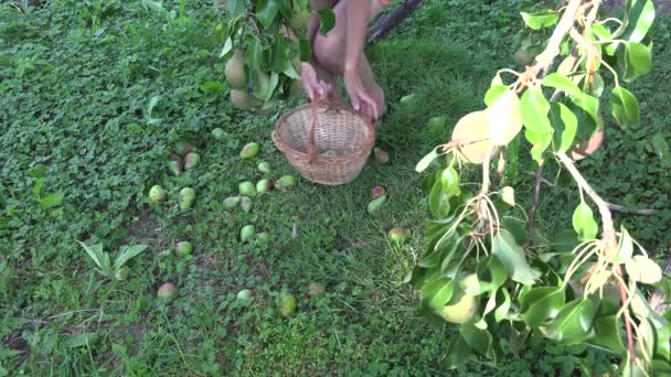 Gardener mulher escolhendo pêras inesperados para cesta de vime sob árvore de fruto. 4K — Vídeo de Stock