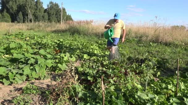 Boer man met drenken kan gietwater op komkommer groente planten in boerderij plantage. 4k — Stockvideo