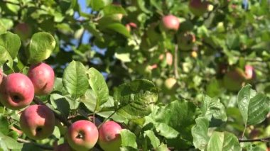 Kırmızı olgun elma ve meyve ağacı dalları üzerinde yaprakları rüzgar hareket. 4k