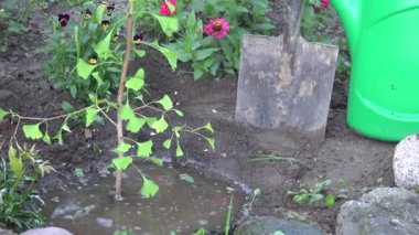 Küçük ağaç fidanı, maça aracı ve bahçede sulama yapabilirsiniz. Yukarı doğru eğilin. 4k