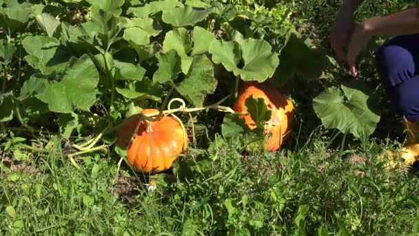 Agricoltrice che sceglie pianta vegetale zucca per la raccolta giorno di Halloween. 4K — Video Stock