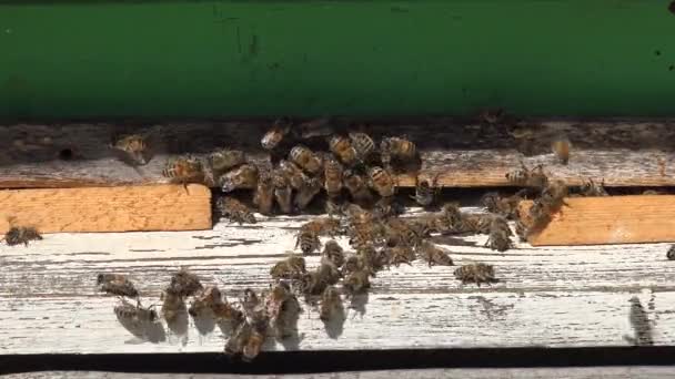 Honingbijen bij de ingang in bijenkorf. 4k — Stockvideo