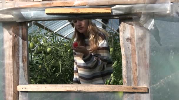 Niña jardinero mujer encontrar fruta de tomate madura vegetal en invernadero rural. 4K — Vídeo de stock