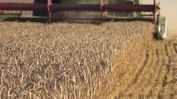 Farm kombinera thresher skärande avverkning mogen vete flingor epoker i sommar. Fokus förändring. 4k — Stockvideo