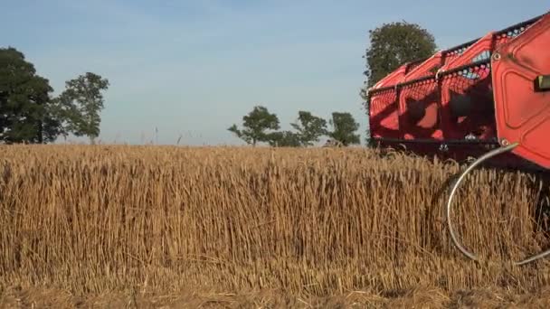 Gros plan de moissonneuse-batteuse agricole avec bobine et barre de coupe battage du maïs. Panorama. 4K — Video