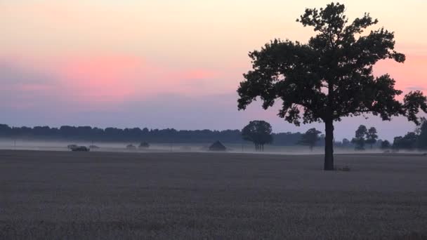 Les machines lourdes combinent le travail sur le terrain agricole à l'automne au coucher du soleil. Panorama. 4K — Video