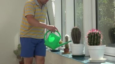 Bahçıvan çiçekçi adam kaktüs bitki yeşil sulama bidonunda Konservatuarı ile sulama. 4k