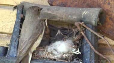 Benekli sinekkapan kuş onun fledglings damızlık civciv yuvaya umrumda. 4k