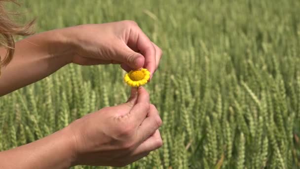Le dita di mano di donna staccano petali di fiore margherita giallo. Amore o no? 4K — Video Stock