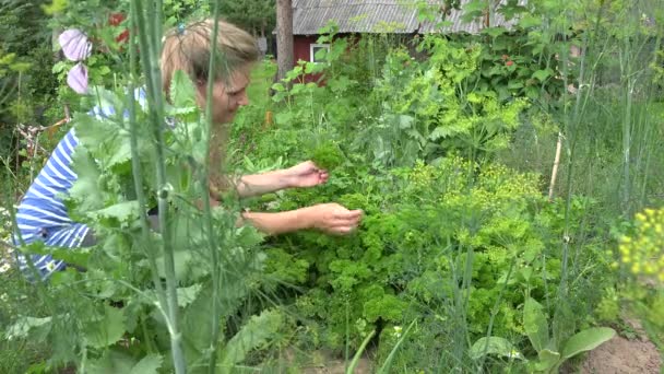 Frau sammelt im Sommer grüne frische Petersilie im Ökogarten. 4k — Stockvideo