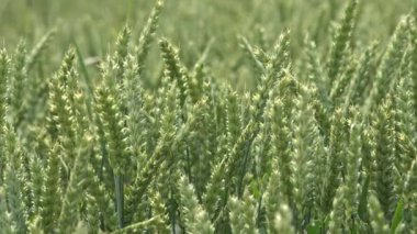 Wheat rye ear move in wind in rural field. 4K