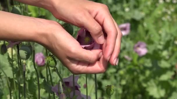 Mädchen mit offener Hand Palme lila Mohn blühen in Blumengarten. 4k — Stockvideo