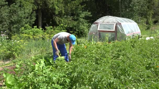 Mężczyzna ogrodnik kopanie świeżych naturalnych ziemniaków w ogrodzie. 4K — Wideo stockowe