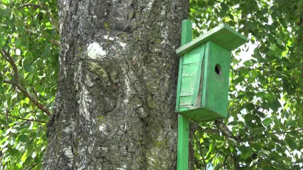 Árbol de abedul con caja de anidación de aves de madera en el patio con cruz vintage. 4K — Vídeos de Stock