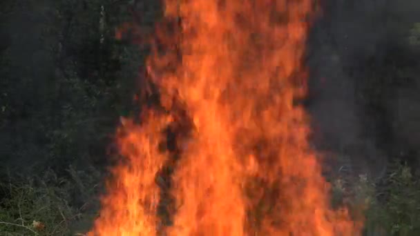 Queimando chamas de fogo entre árvores florestais no verão. 4K — Vídeo de Stock