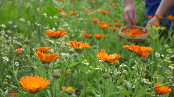 Marigold gyógynövény virág-és férfi gazda kezében betakarítás fonott edényt. 4k — Stock videók