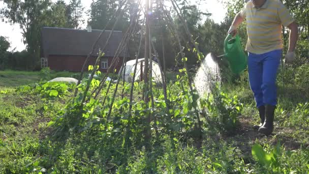 Jardinero hombre riego frijoles plantas en el jardín con regadera. 4K — Vídeo de stock