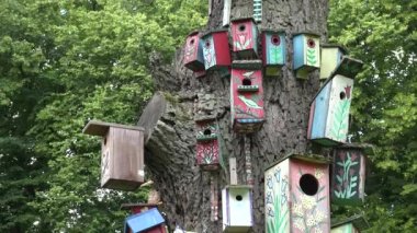 renkli ahşap kuş yuvalama kutuları evler ölü gövde asmak. 4k
