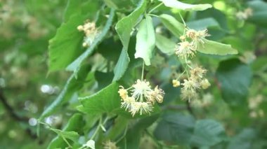 Çiçeklerle dolu ıhlamur ağacı dalları rüzgarda hareket eder. El. 4k