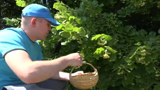 Man med blå skjorta plocka färska Linden Blossom Green Park Summer. 4K — Stockvideo