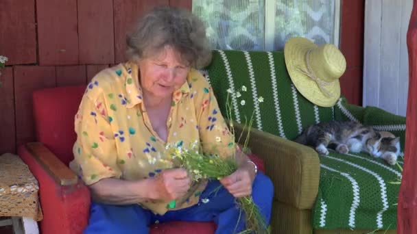Szczęśliwy starszy babcia kobieta rozmowa z kot i wybierać rumianek ziele roślina. 4K — Wideo stockowe