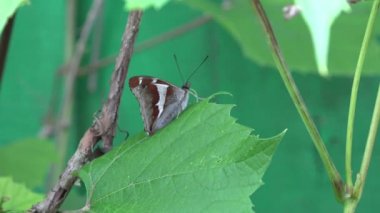 Kapalı kanatlı kelebek yaprak ve rüzgar hareket bitki üzerinde oturup. 4k