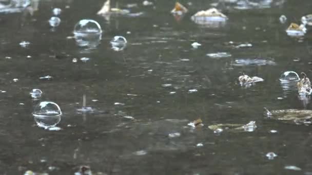 Gros plan de l'eau de la flaque et des gouttes de pluie tombent formant de grandes bulles d'air soufflent exploser. 4K — Video