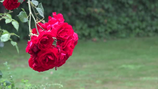 Primer plano de flor de rosa roja florece en fuerte caída de agua de lluvia en el jardín de verano. 4K — Vídeos de Stock