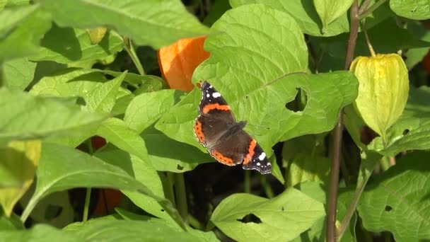 玳瑁 (Aglais 二斑) 平纹蝴蝶坐在稻壳番茄叶。4 k — 图库视频影像