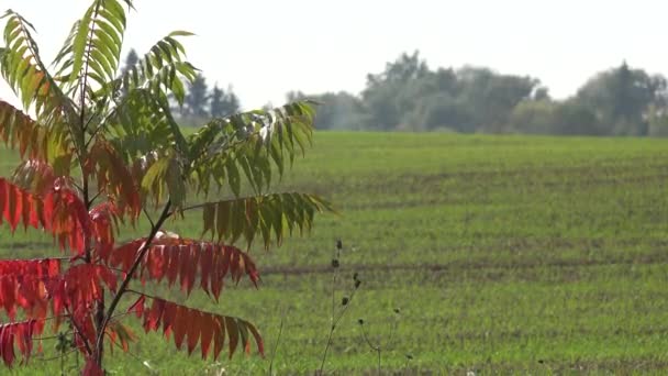 Foglie di albero di colore autunnale e agricoltura campo di coltura invernale. Cambiamento di concentrazione. 4K — Video Stock