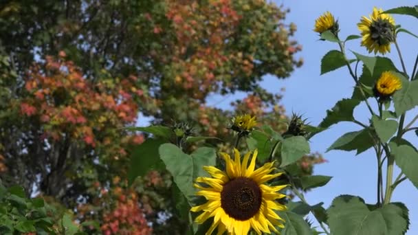 Flor de girasol y hojas coloridas de arce. 4K — Vídeos de Stock