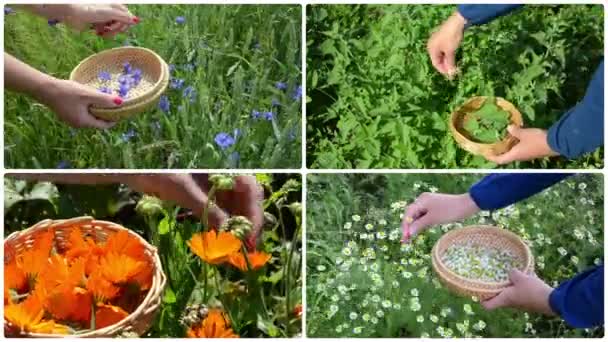 Las manos recogen plantas de hierbas de caléndula de menta de aciano. Collage. — Vídeo de stock